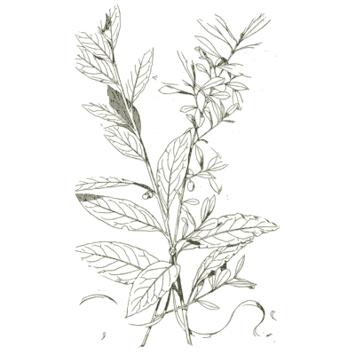 Laurel and olive sprigs - Handbook of Ornament - 1900