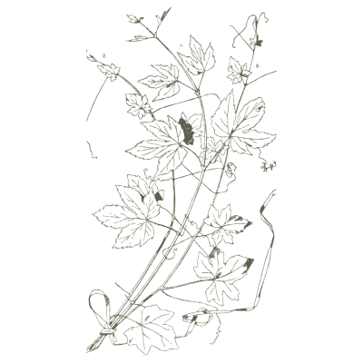 Hop and bryony vines - Handbook of Ornament - 1900