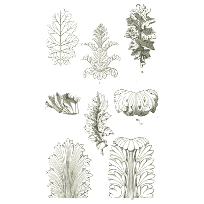 Leaf studies - Handbook of Ornament - 1900