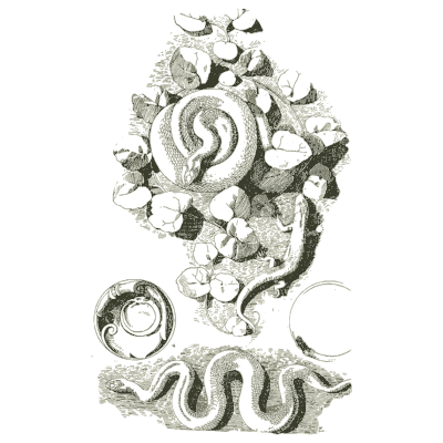 Serpent and foliage carving - Handbook of Ornament - 1900