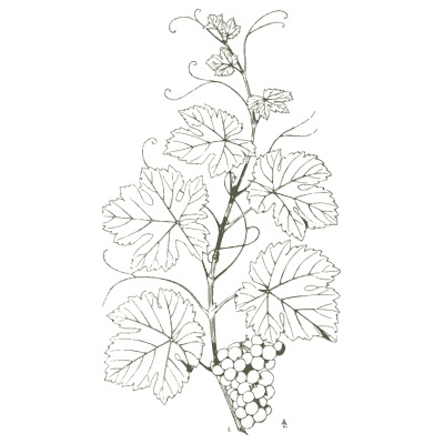 Grapevine with fruit - Handbook of Ornament - 1900