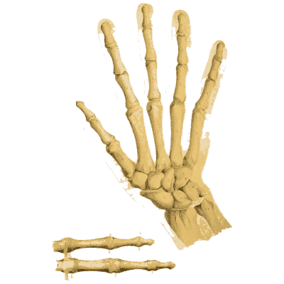 Bones of the hand 02 - An Atlas of Anatomy, or Pictures of the Human Body - 1879