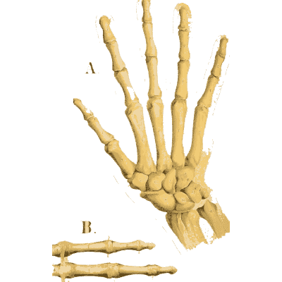 Bones of the hand 01 - An Atlas of Anatomy, or Pictures of the Human Body - 1879