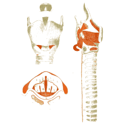 Larynx and windpipe 02 - An Atlas of Anatomy, or Pictures of the Human Body - 1879