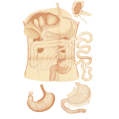 Digestive organs - An Atlas of Anatomy, or Pictures of the Human Body - 1879