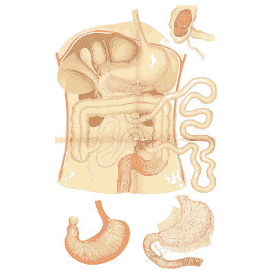 Organs of the belly - An Atlas of Anatomy, or Pictures of the Human Body - 1879