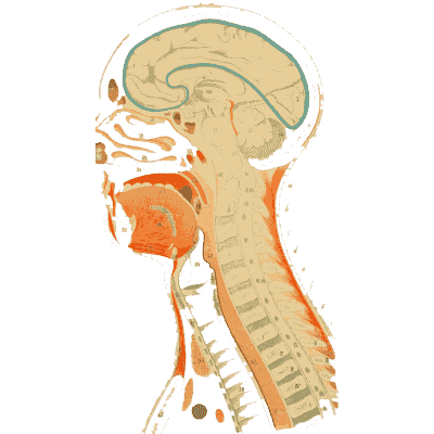 Head and neck cut down the middle - An Atlas of Anatomy, or Pictures of the Human Body - 1879