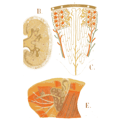 Kidney cut open with its tubules - An Atlas of Anatomy, or Pictures of the Human Body - 1879