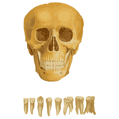 Skull and teeth - An Atlas of Anatomy, or Pictures of the Human Body - 1879