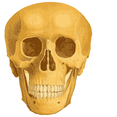 Skull with a row of teeth - An Atlas of Anatomy, or Pictures of the Human Body - 1879