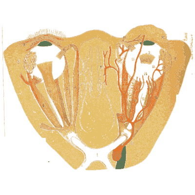 Section of the pelvis - An Atlas of Anatomy, or Pictures of the Human Body - 1879