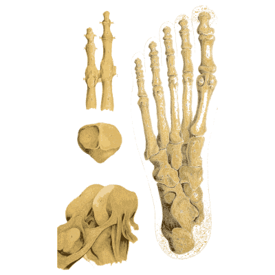 Bones of the foot 02 - An Atlas of Anatomy, or Pictures of the Human Body - 1879