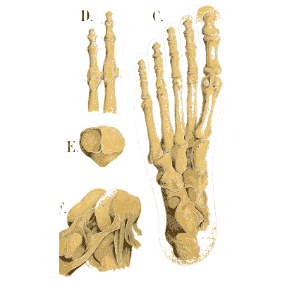 Bones of the foot 01 - An Atlas of Anatomy, or Pictures of the Human Body - 1879