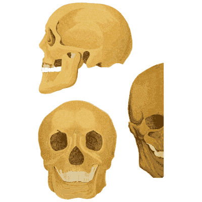 Three skulls - An Atlas of Anatomy, or Pictures of the Human Body - 1879