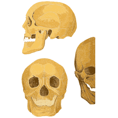 Three views of a skull - An Atlas of Anatomy, or Pictures of the Human Body - 1879