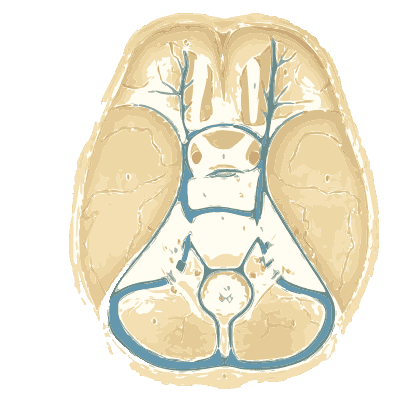 Base of the skull with its sinuses - An Atlas of Anatomy, or Pictures of the Human Body - 1879