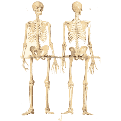 Human skeleton front and back 02 - An Atlas of Anatomy, or Pictures of the Human Body - 1879