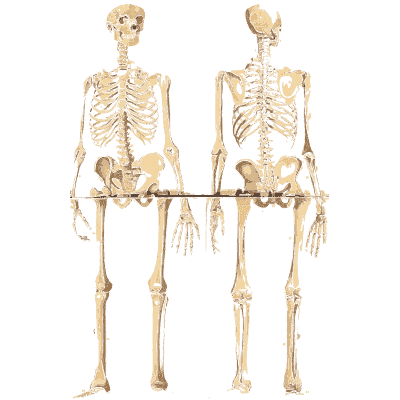 Human skeleton front and back 01 - An Atlas of Anatomy, or Pictures of the Human Body - 1879