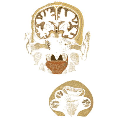 Brain sections - An Atlas of Anatomy, or Pictures of the Human Body - 1879