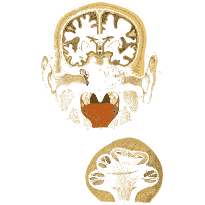 Brain and cerebellum in section - An Atlas of Anatomy, or Pictures of the Human Body - 1879