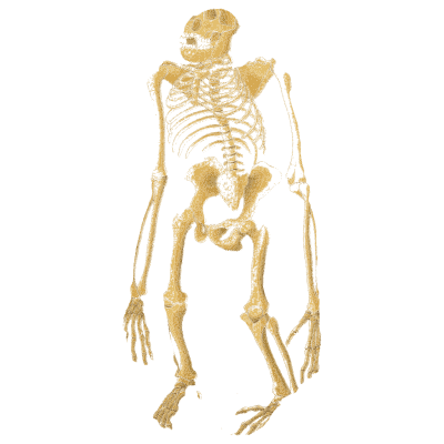 Skeleton in profile - An Atlas of Anatomy, or Pictures of the Human Body - 1879