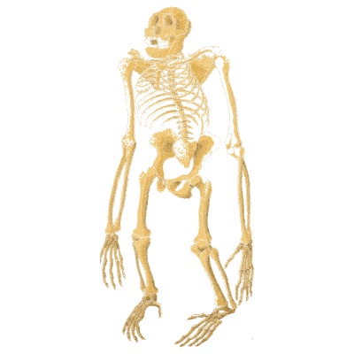 Ape skeleton standing - An Atlas of Anatomy, or Pictures of the Human Body - 1879
