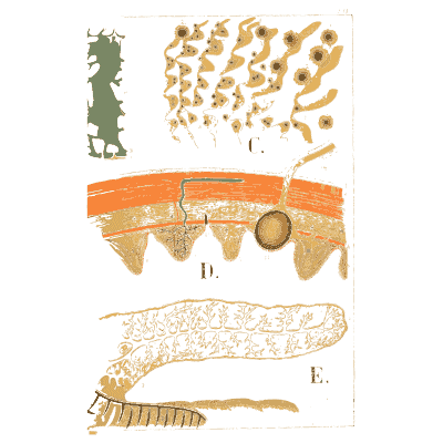 Nerve cells and gut lining - An Atlas of Anatomy, or Pictures of the Human Body - 1879