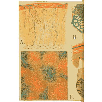 Magnified sections of skin and cartilage - An Atlas of Anatomy, or Pictures of the Human Body - 1879