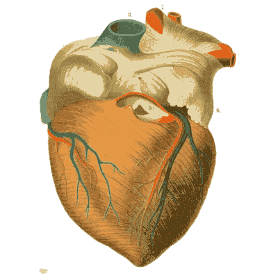 Human heart - An Atlas of Anatomy, or Pictures of the Human Body - 1879