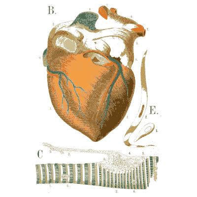 Heart with its vessels - An Atlas of Anatomy, or Pictures of the Human Body - 1879