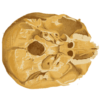 Skull base and tooth sections - An Atlas of Anatomy, or Pictures of the Human Body - 1879