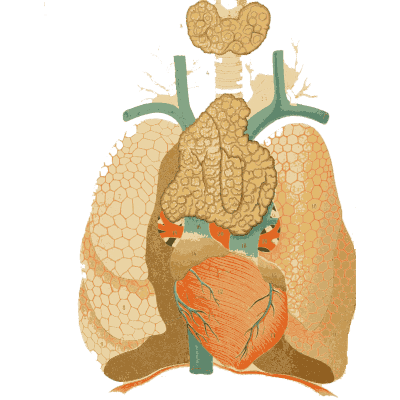 Heart and lungs - An Atlas of Anatomy, or Pictures of the Human Body - 1879