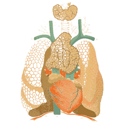 Heart and lungs with the windpipe - An Atlas of Anatomy, or Pictures of the Human Body - 1879