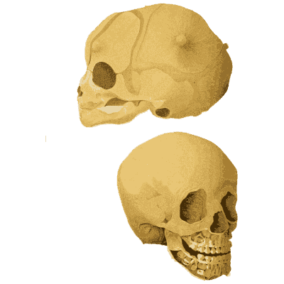 Infant skull - An Atlas of Anatomy, or Pictures of the Human Body - 1879