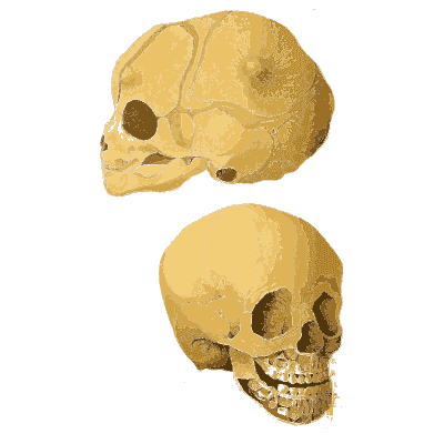 Two views of a child's skull - An Atlas of Anatomy, or Pictures of the Human Body - 1879