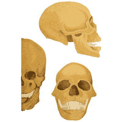 Skull from three sides - An Atlas of Anatomy, or Pictures of the Human Body - 1879