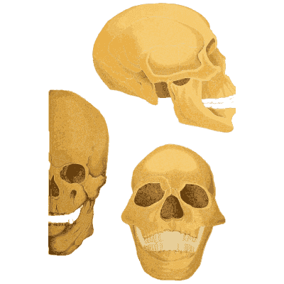 Skull with a cut away half - An Atlas of Anatomy, or Pictures of the Human Body - 1879
