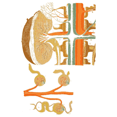 Kidney and its vessels - An Atlas of Anatomy, or Pictures of the Human Body - 1879