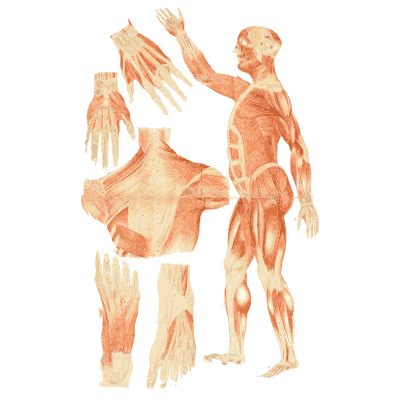 Muscles of the body 02 - An Atlas of Anatomy, or Pictures of the Human Body - 1879
