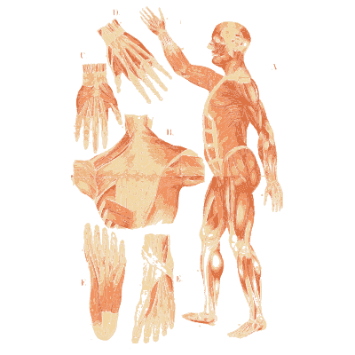 Muscles of the body 01 - An Atlas of Anatomy, or Pictures of the Human Body - 1879
