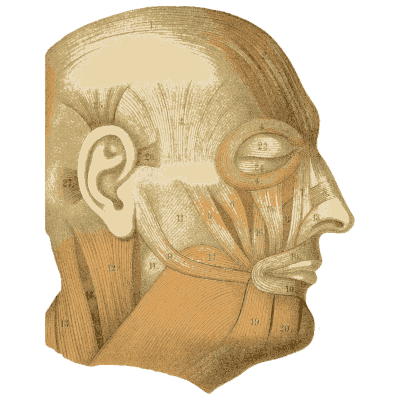 Muscles of the face 02 - An Atlas of Anatomy, or Pictures of the Human Body - 1879