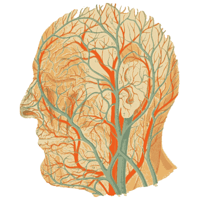 Arteries and veins of the head - An Atlas of Anatomy, or Pictures of the Human Body - 1879