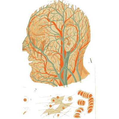 Veins and arteries of the head - An Atlas of Anatomy, or Pictures of the Human Body - 1879