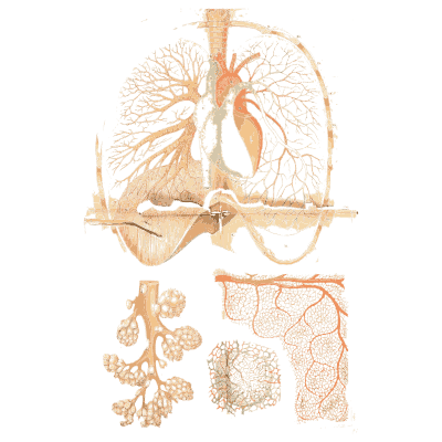 Lungs and air cells - An Atlas of Anatomy, or Pictures of the Human Body - 1879