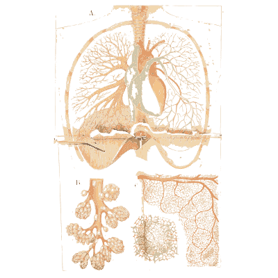 Lungs with the heart between them - An Atlas of Anatomy, or Pictures of the Human Body - 1879