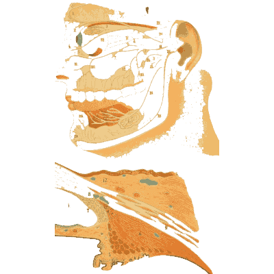 Side of the head cut through the mouth - An Atlas of Anatomy, or Pictures of the Human Body - 1879