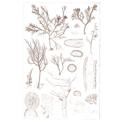 Japanese algae plate with sections - Icones of Japanese Algae - 1911