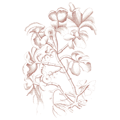 Leafy red alga - Icones of Japanese Algae - 1911