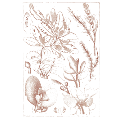 Broad leaved algae - Icones of Japanese Algae - 1911