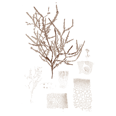 Branching red seaweed - Icones of Japanese Algae - 1911